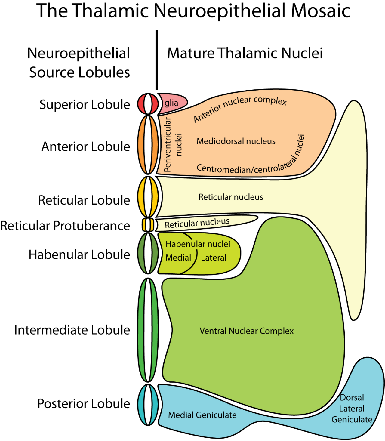 Diencephalon Development Neuron Development